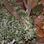 PRESEPE-VEGETALE-050