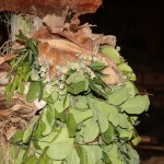 PRESEPE-VEGETALE-073