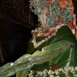 PRESEPE-VEGETALE-088