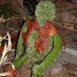 PRESEPE-VEGETALE-096