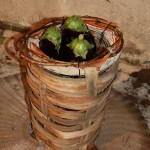 PRESEPE-VEGETALE-106
