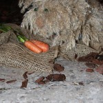 PRESEPE-VEGETALE-125