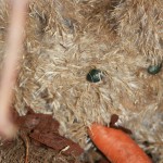 PRESEPE-VEGETALE-127
