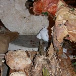 PRESEPE-VEGETALE-137