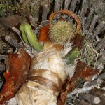 PRESEPE-VEGETALE-154