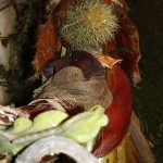 PRESEPE-VEGETALE-173