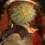 PRESEPE-VEGETALE-174
