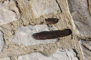 IMG_2262